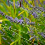 SenSI Garden Lavender