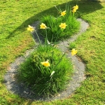 senSI Garden Daffodils